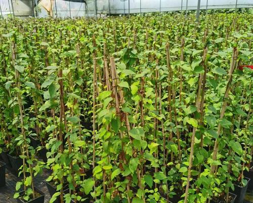 铁线莲种根冬季种植方法是什么？如何确保成活率？