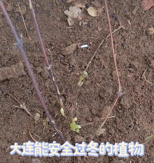 铁线莲种根冬季种植方法是什么？如何确保成活率？