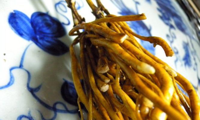 铁线莲种根冬季种植方法是什么？如何确保成活率？