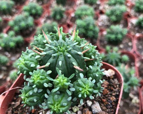 非观赏性植物有哪些特点和用途？
