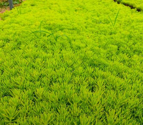 非观赏性植物有哪些特点和用途？
