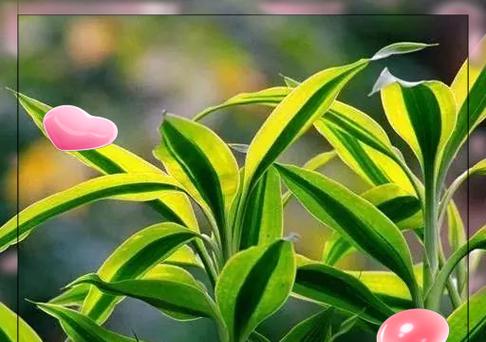 非观赏性植物有哪些特点和用途？