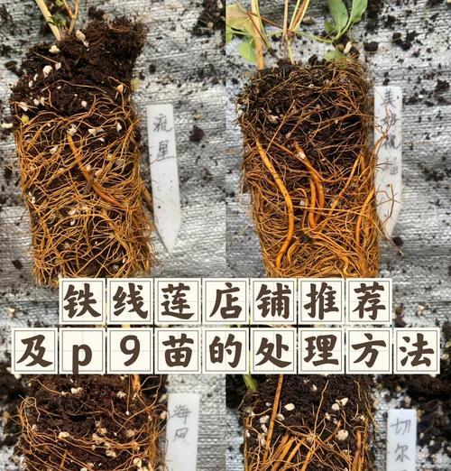 如何为铁线莲盆栽选择合适的土壤搭配？