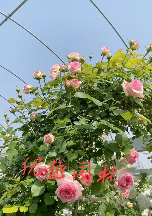 如何自己制作月季拱门？月季拱门的搭建步骤是什么？
