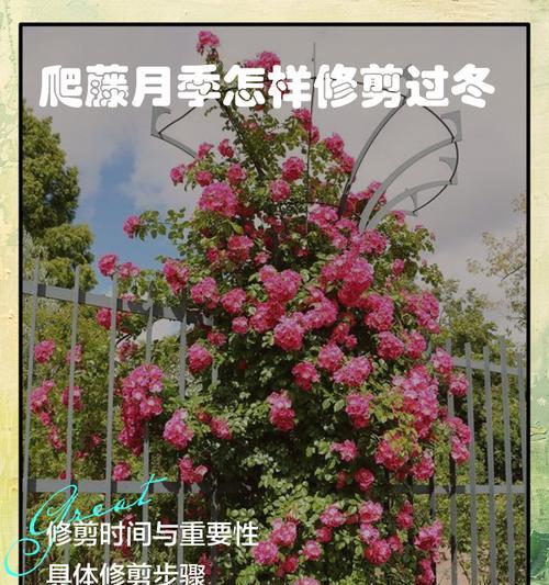 如何自己制作月季拱门？月季拱门的搭建步骤是什么？