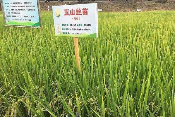 中稻播种的最佳时间是什么时候？如何提高出米率？