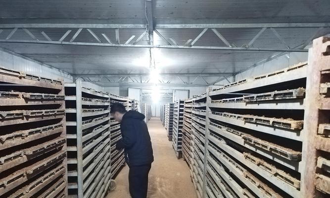 中稻播种的最佳时间是什么时候？如何提高出米率？