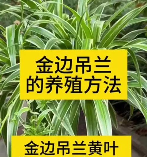 金边吊兰叶子底部发黄的解决办法是什么？