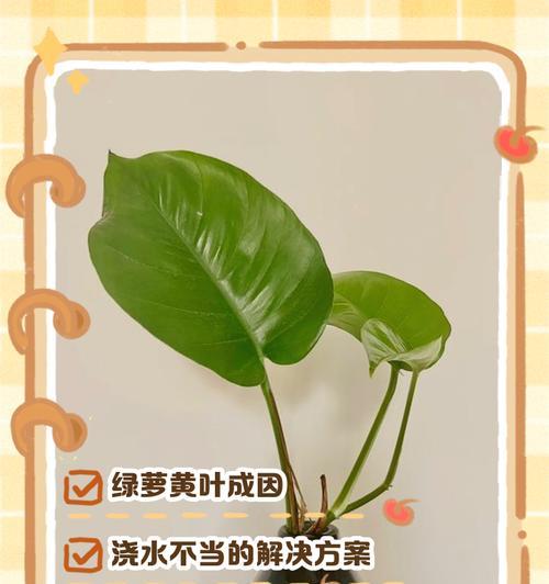 绿萝叶子发黄怎么办？