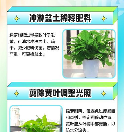 绿萝叶子发黄怎么办？