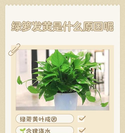 绿萝叶子发黄怎么办？