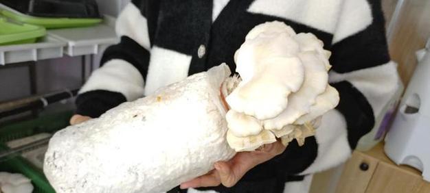 无土蘑菇栽培技术要点是什么？如何成功种植？