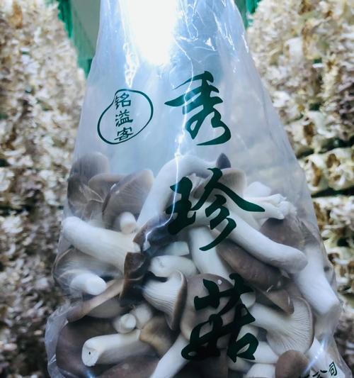 无土蘑菇栽培技术要点是什么？如何成功种植？
