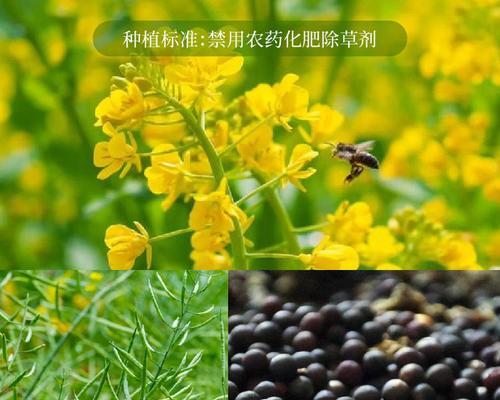 油菜籽播种时应该掺入什么？