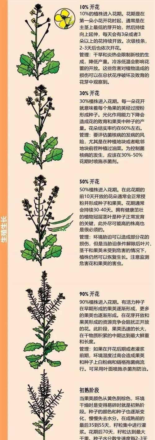 油菜籽播种时应该掺入什么？