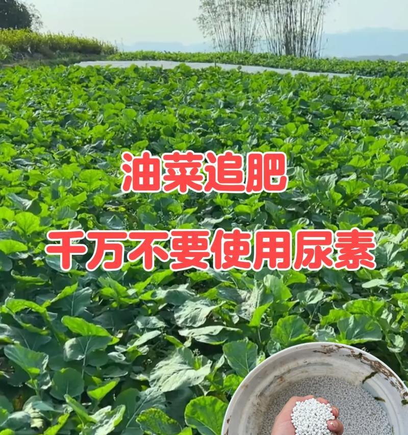 油菜籽播种时应该掺入什么？