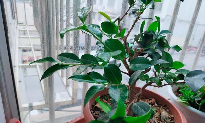阳台放一朵花什么意思？花卉摆放的寓意是什么？