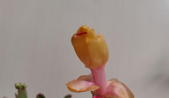 阳台放一朵花什么意思？花卉摆放的寓意是什么？