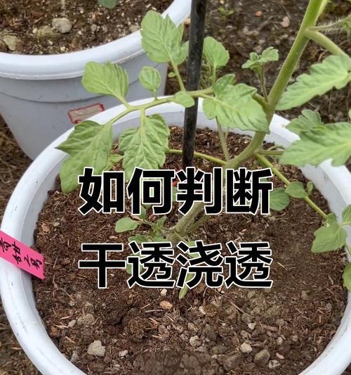 盆景换土后如何正确浇水？浇水的正确方法是什么？