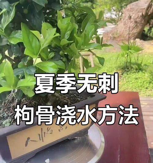 盆景换土后如何正确浇水？浇水的正确方法是什么？