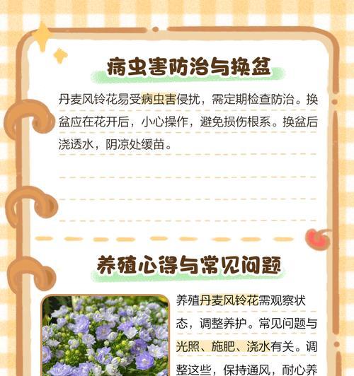 风铃花是否需要放在阳台及其原因？