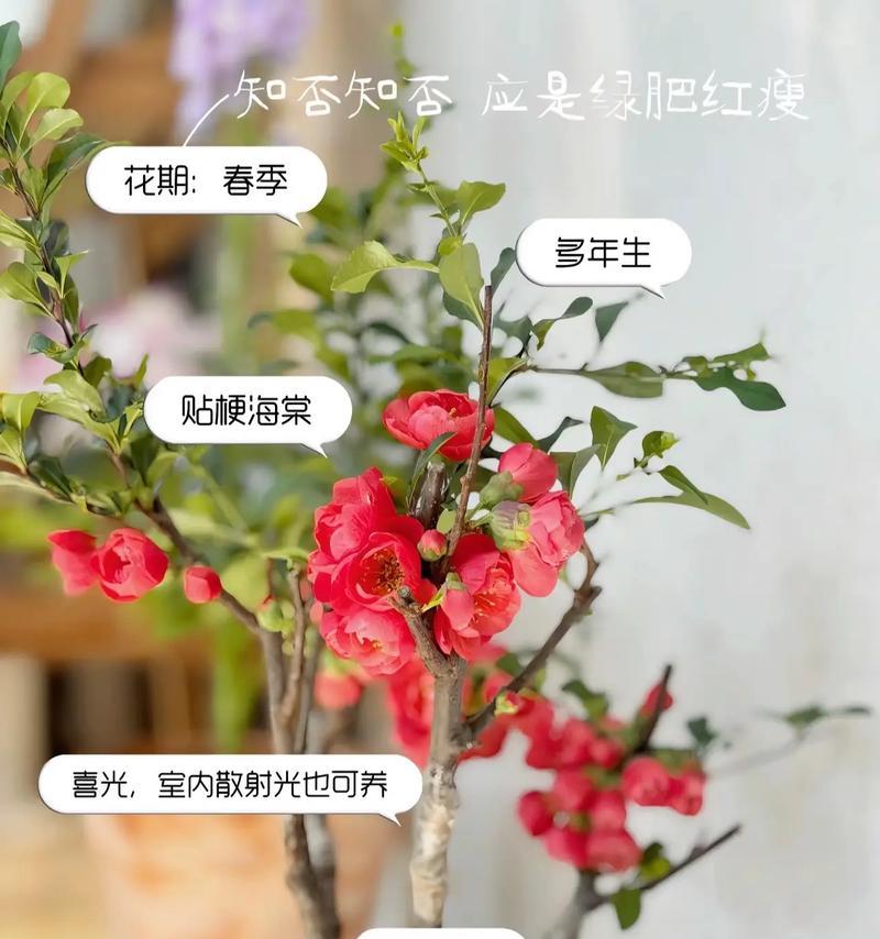 风铃花是否需要放在阳台及其原因？