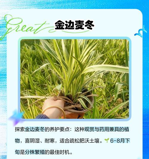 冬季麦冬的浇水方法是什么？