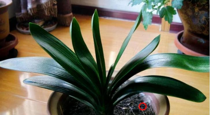 君子兰幼苗盆景怎么养？君子兰幼苗的正确养护方法是什么？