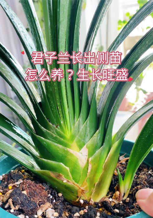 君子兰幼苗盆景怎么养？君子兰幼苗的正确养护方法是什么？