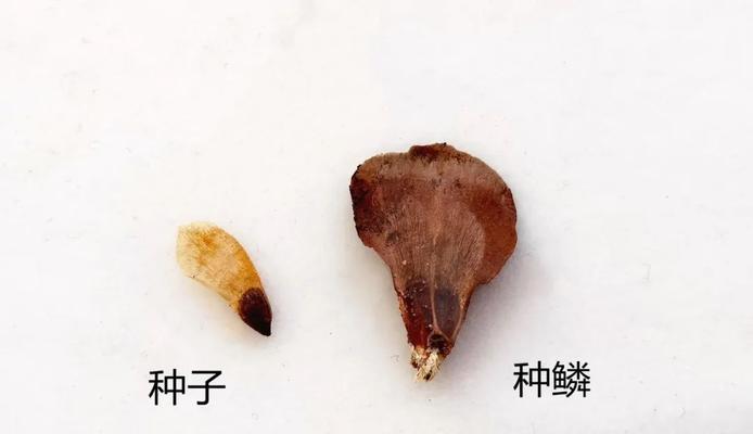 松树如何传播种子？种子传播的自然机制是什么？