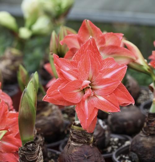 朱顶红“蜘蛛精”品种何时开花？