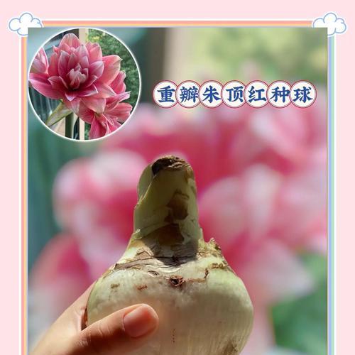 朱顶红“蜘蛛精”品种何时开花？