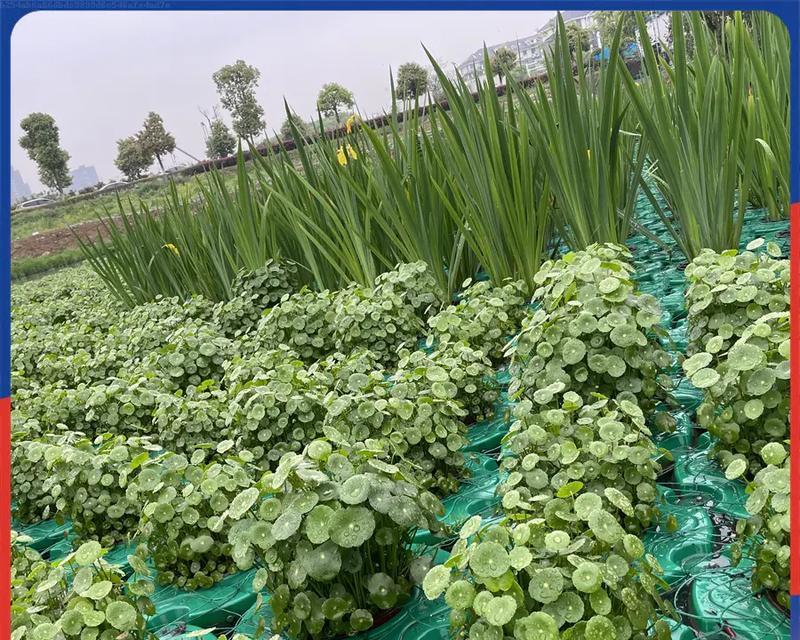 哥布林水生植物的种类有哪些？