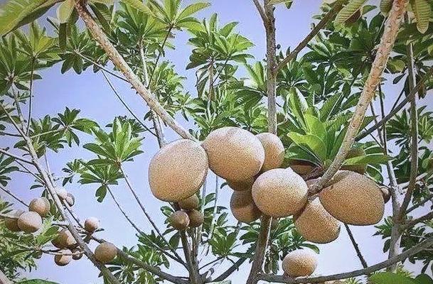 妈咪果播种的最佳时间是什么时候？