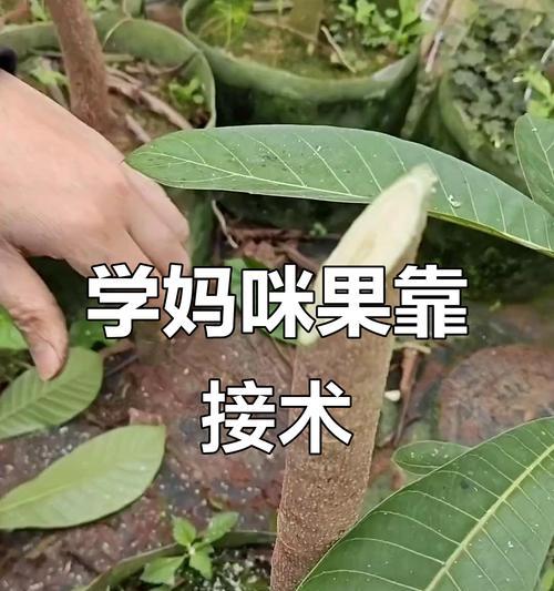 妈咪果播种的最佳时间是什么时候？