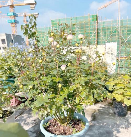 月季开花的条件和过程是怎样的？