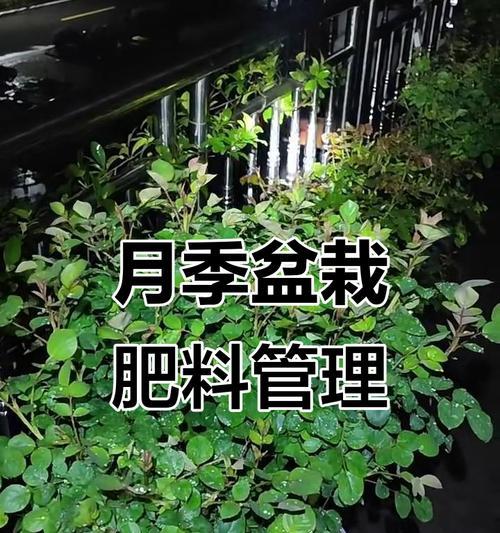 如何使用肥料使月季更好地开花？