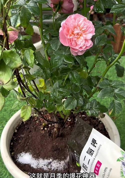 如何使用肥料使月季更好地开花？