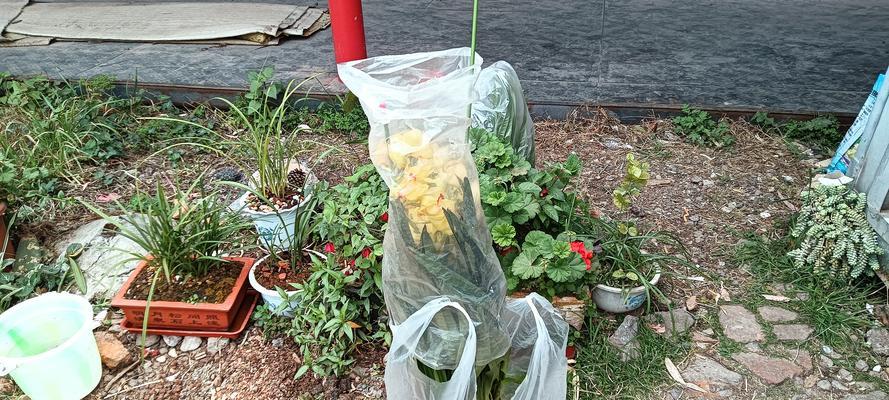 大缸种植蕙兰的栽培技术？如何在大缸中成功栽培蕙兰？