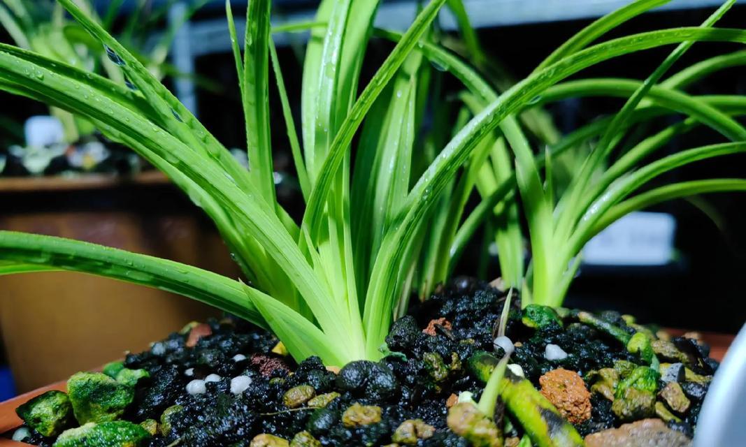 大缸种植蕙兰的栽培技术？如何在大缸中成功栽培蕙兰？