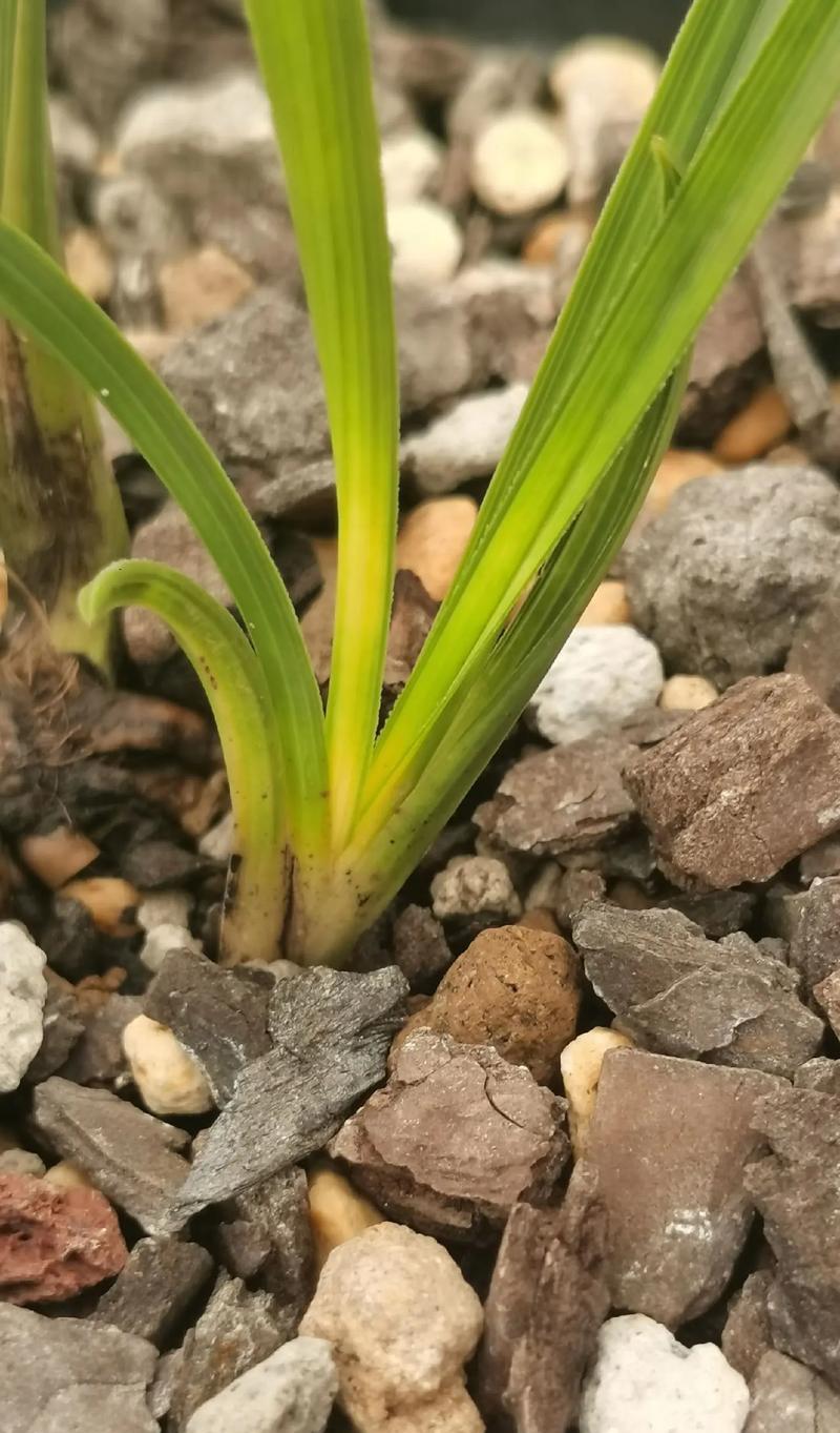 大缸种植蕙兰的栽培技术？如何在大缸中成功栽培蕙兰？