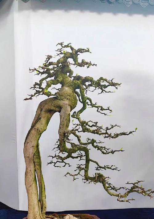 朴树盆景树果的种植方法是什么？如何培育朴树盆景？