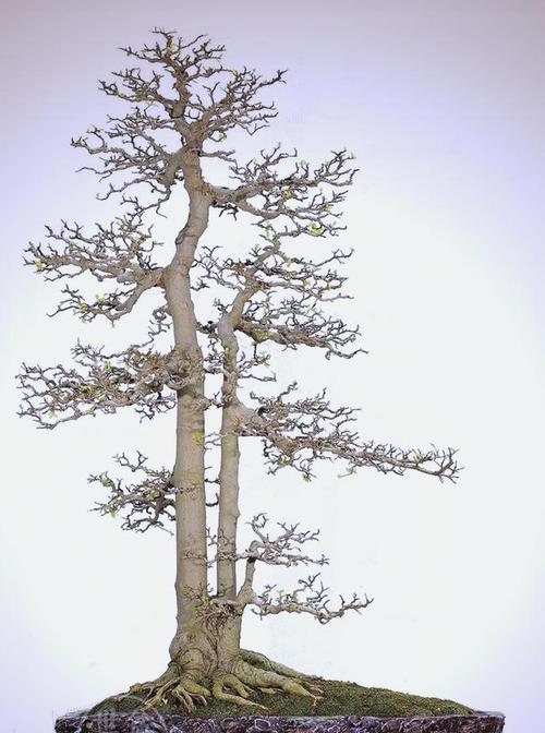 朴树盆景树果的种植方法是什么？如何培育朴树盆景？