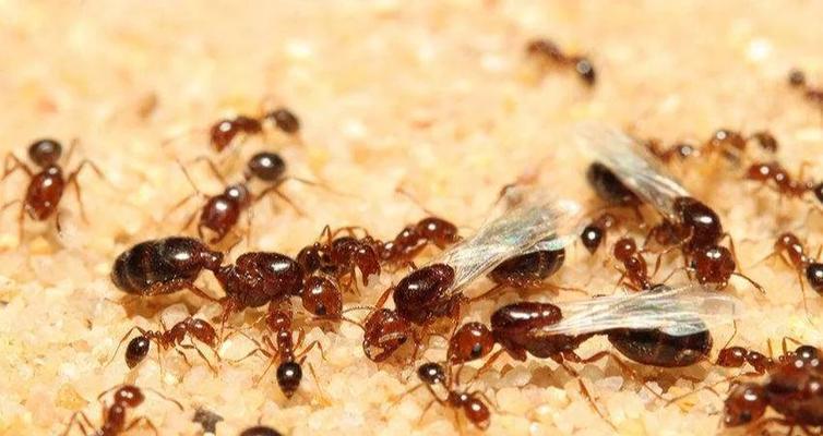 蚂蚁咬月季根的处理方法是什么？