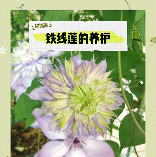 铁线莲苗的养护方法和管理技巧是什么？