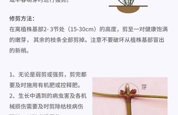 铁线莲苗的养护方法和管理技巧是什么？