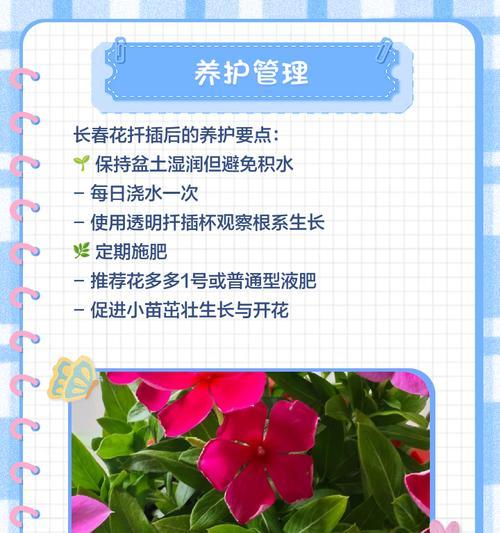 长春花冬季浇水的正确方法是什么？冬季浇水注意事项有哪些？