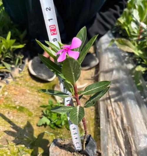 长春花冬季浇水的正确方法是什么？冬季浇水注意事项有哪些？