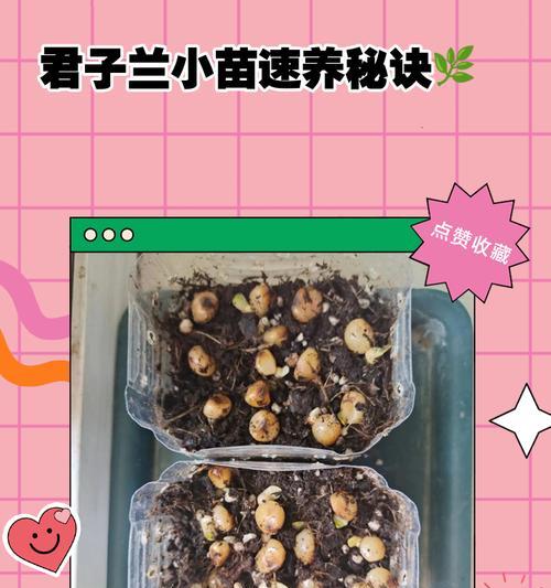 君子兰小苗三四片叶子如何养护？需要注意什么？