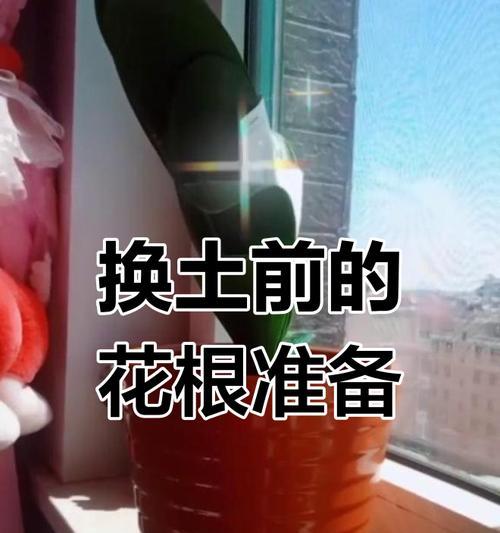 君子兰根太大怎么处理？有哪些处理方法？